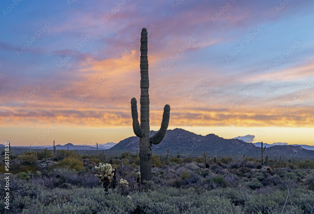 Dusk In The Arizona DEsert With Saguro Cactus In Foreground