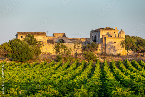 Marsala, Sicily, Italy - July 8, 2020: Vineyards and farmhouse in background in Marsala in Sicily, Italy