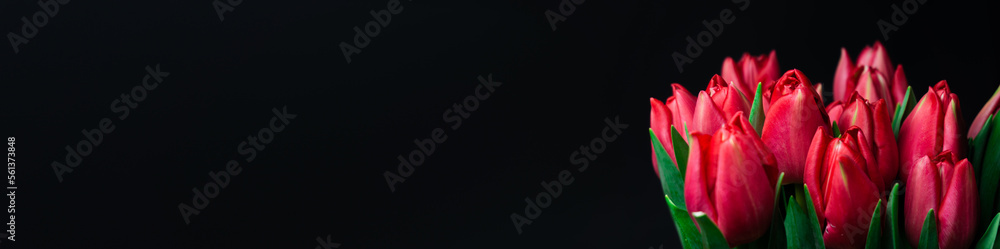 Fototapeta premium Red tulips isolated on a black background. Photo for card on Valentine's day, women's day, mother's day, birthday, name day. Background banner for website, panorama photo.