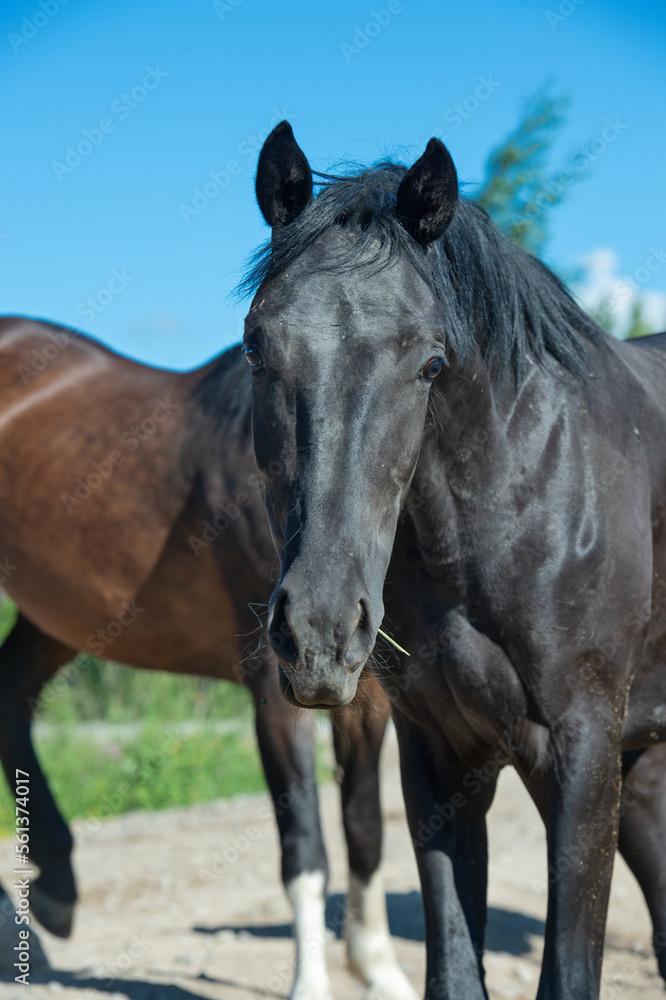Fototapeta premium portrait of black young brood mare posing early morning. close up