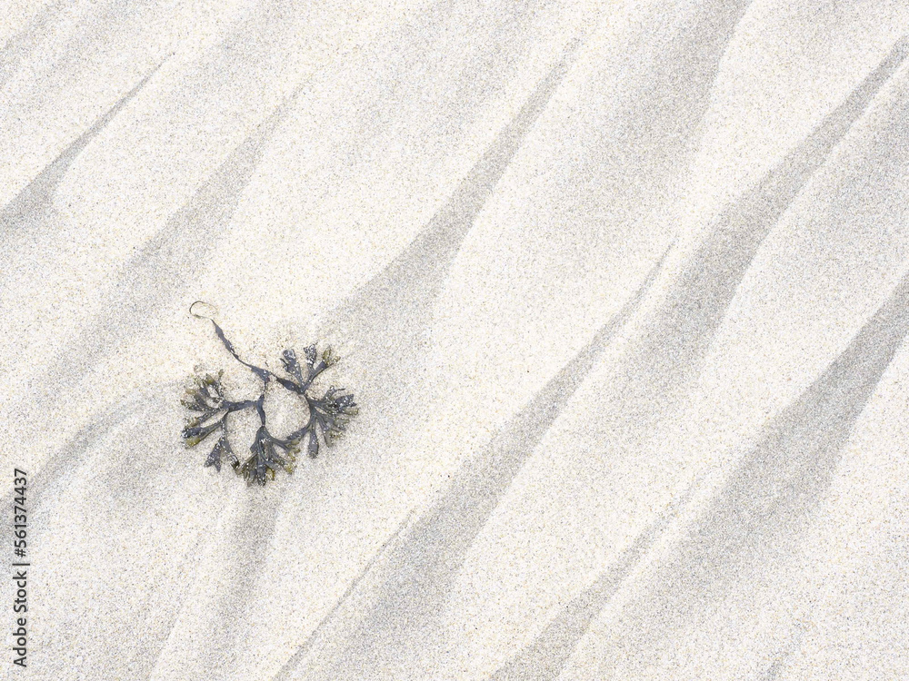 seaweed on the beach sand. Pareidolia shaped like mountains on Matosinhos beach
seaweed on the beach sand. Pareidolia shaped like mountains on Matosinhos beach