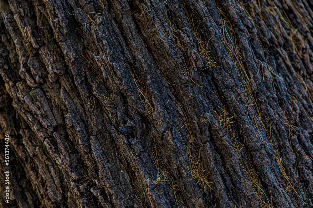 bark of a tree close up bark of a tree close up