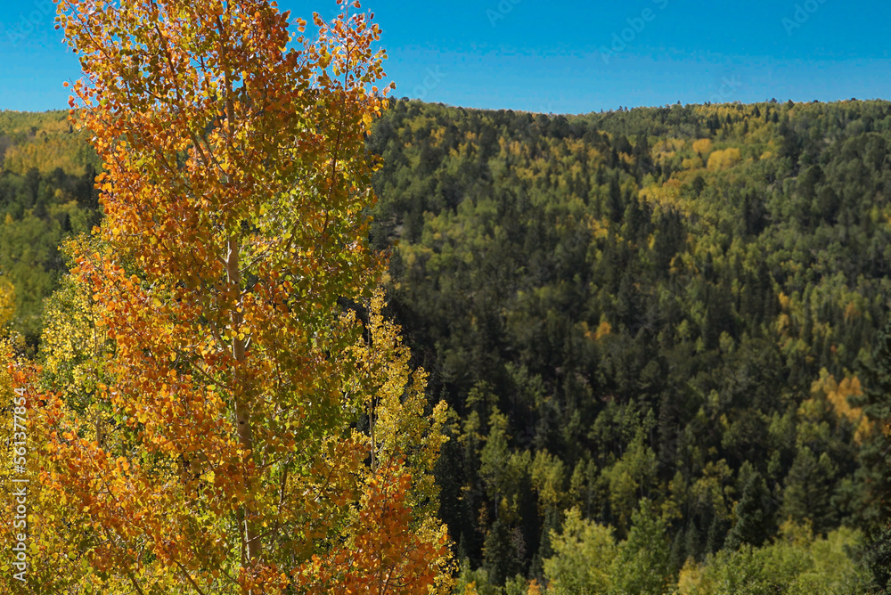 Autumn Landscape with Aspen Tree