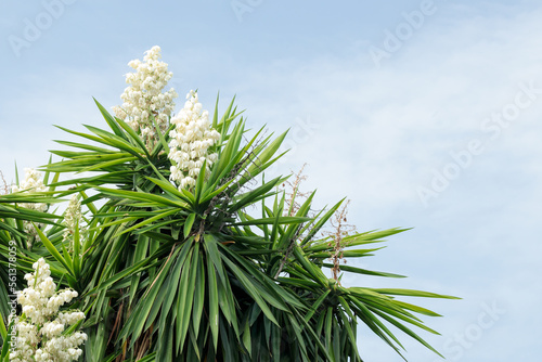 Canvastavla Yucca gigantea (Yucca elephantipes, Yucca guatemalensis) - a species of yucca