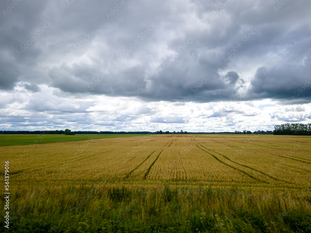 Obraz premium Blue sky with white clouds, yellow and green field. Summer. A good background for everything