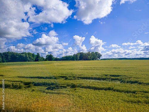 Blue sky with white clouds  yellow and green field. Summer. A good background for everything