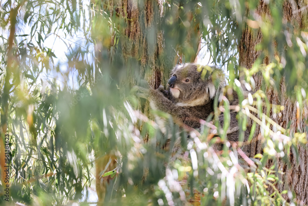 Koala sitting in gum tree partially obscured by leaves