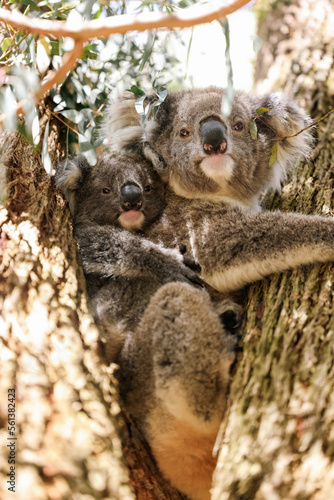 Photography Mother and baby koala sitting together in Australian eucalypt tree