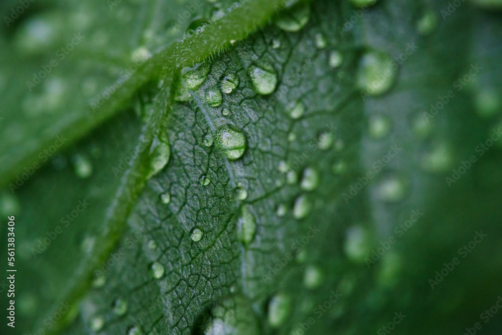 Close-up of dew drops on leaf Close-up of dew drops on leaf