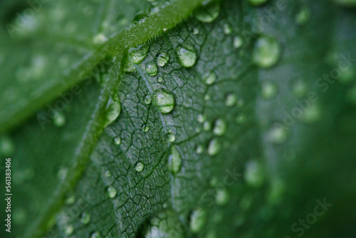 Close-up of dew drops on leaf photo