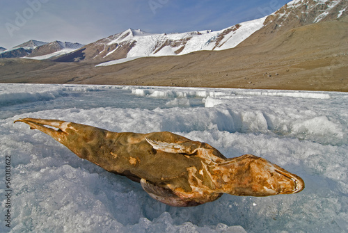 A mummified seal lays on the surface of frozen Lake Bonney in the Dry Valleys of Antarctica photo