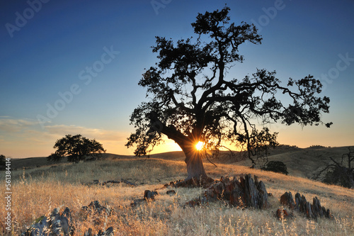 A bright orange sun peaking out from behind an ancient a large oak tree on the California hills. photo