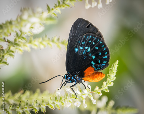Canvas Print Close up of a single black blue and red Atala butterfly, also known as coontie h