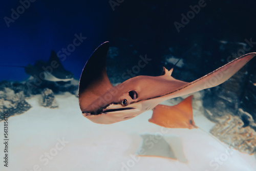 Сownose ray inhabiting in the tropical waters of the Atlantic Ocean. East American stingray. photo