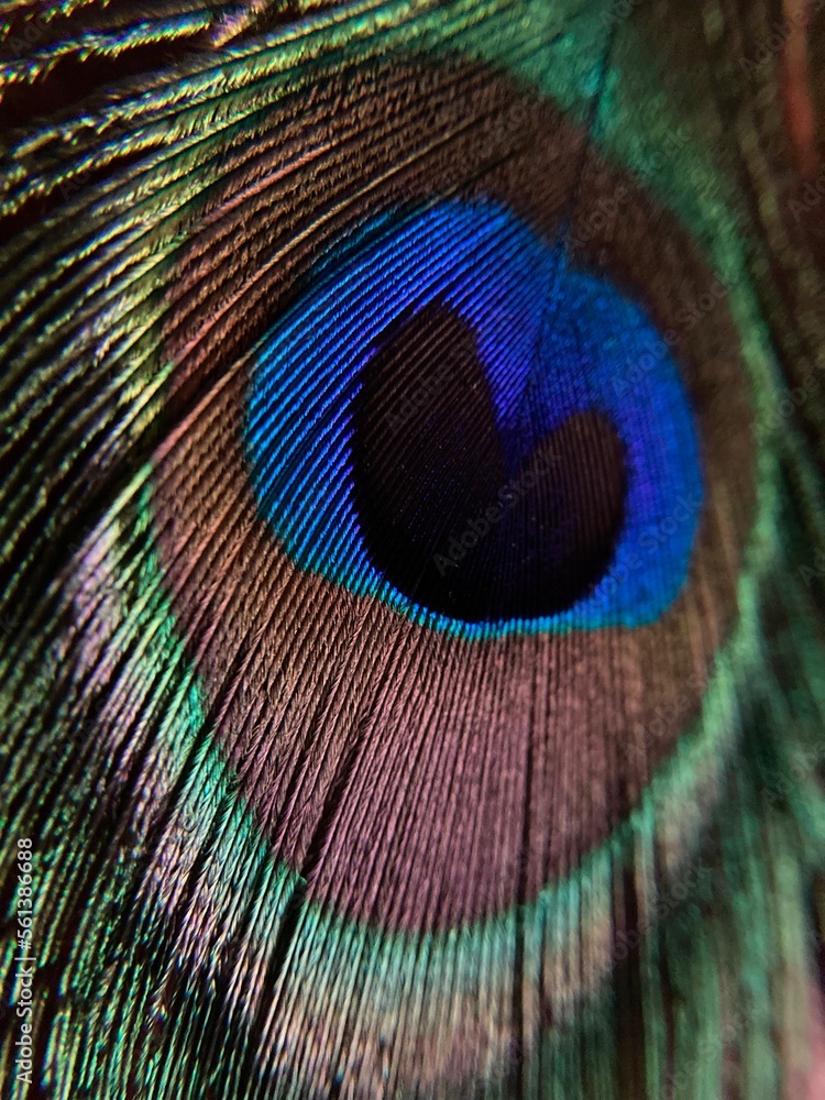 Naklejka premium beautiful abstract macro peacock feather