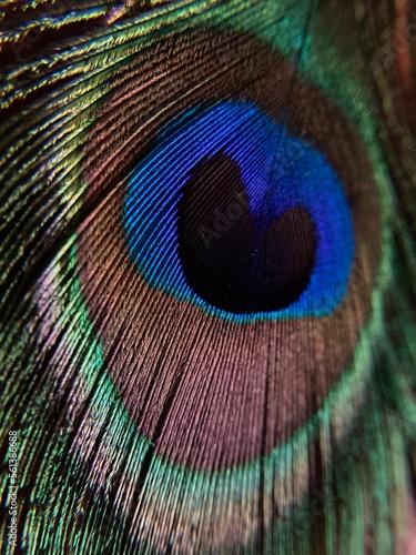 beautiful abstract macro peacock feather © Juli