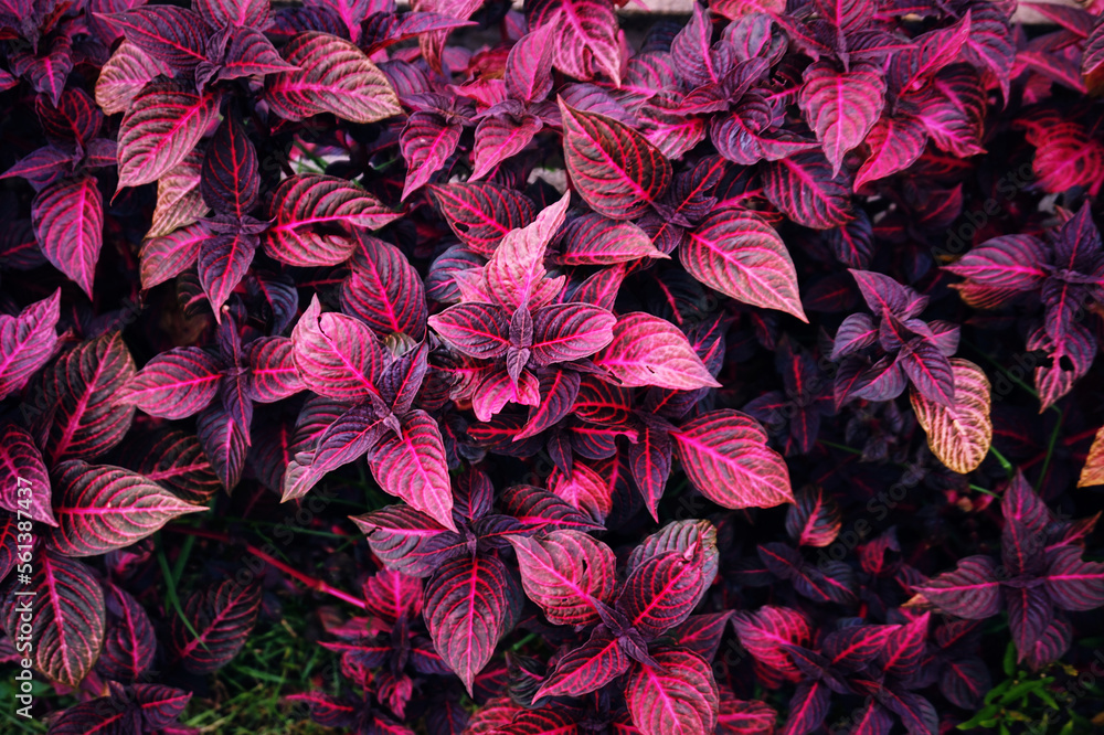Black and red Iresine Herbstii leaf background. Red Bloodleaf Ornamental Plant. Red Leaves of
