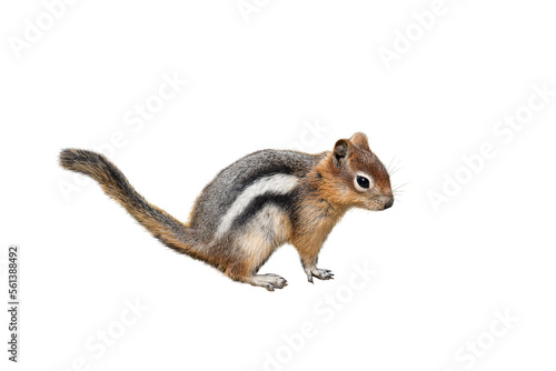 Cute little chipmunk isolated cutout