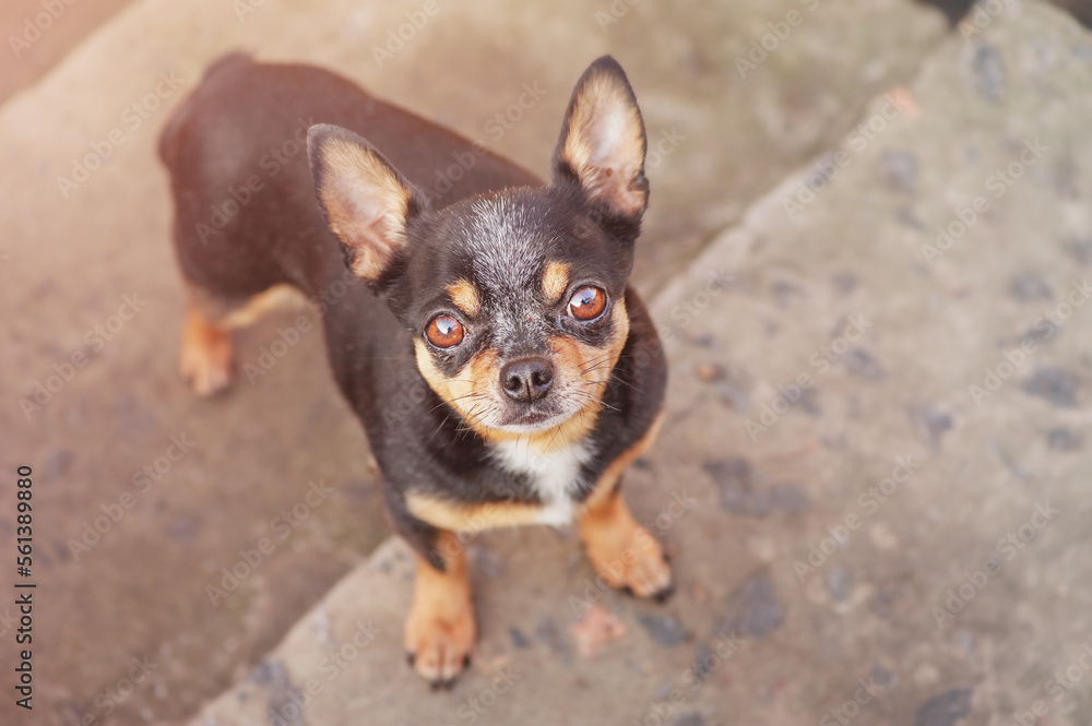 Chihuahua dog. A chihuahua looks into the frame while standing on the steps.