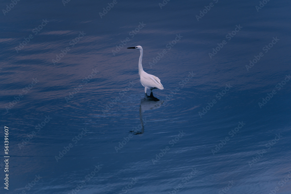 great heron great heron