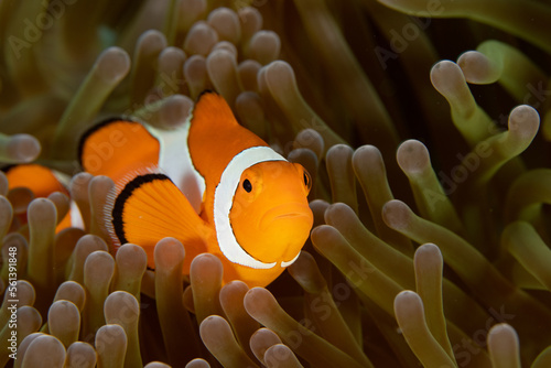 Ocellaris Clownfish in Raja Ampat