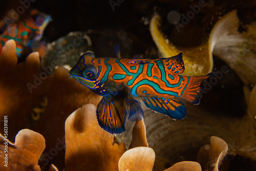 Fotografi Mandarinfish in Raja Ampat