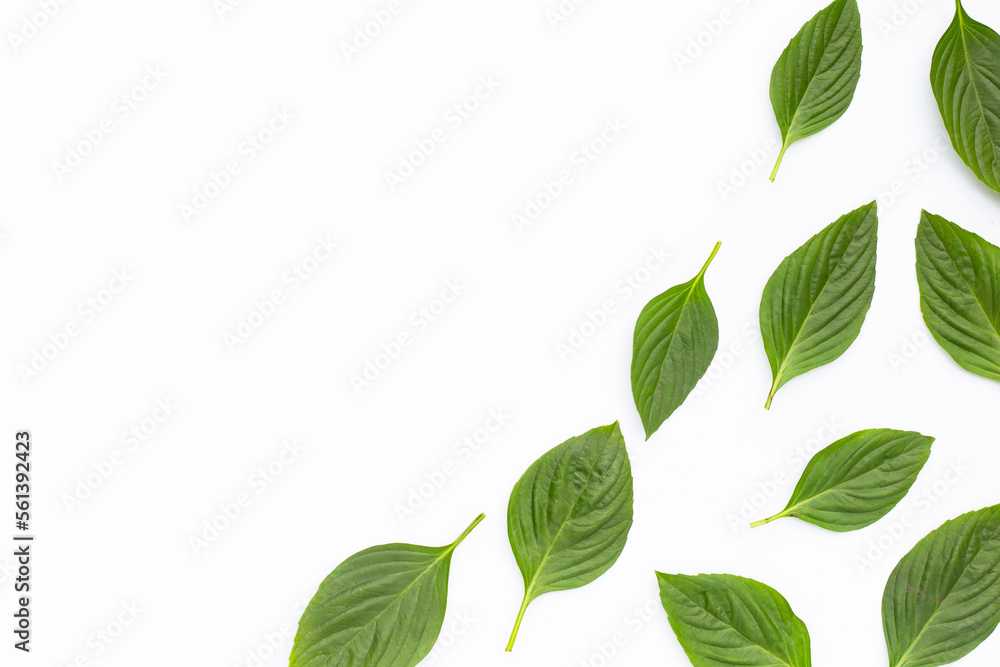 Fototapeta premium Sweet basil on white background.