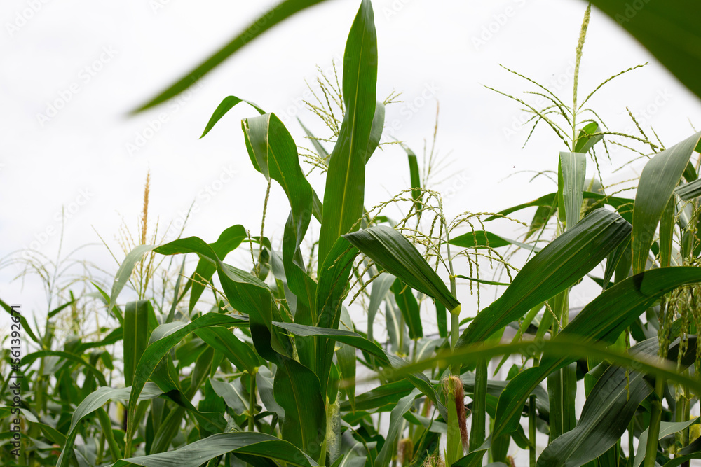 Obraz premium Corn tree on the corn field
