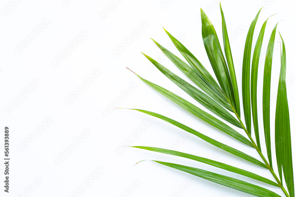 Green leaves of palm tree on white background. Green leaves of palm tree on white background.