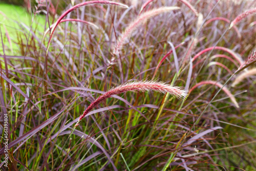 Fountain grass or pennisetum alopecuroides © Bowonpat