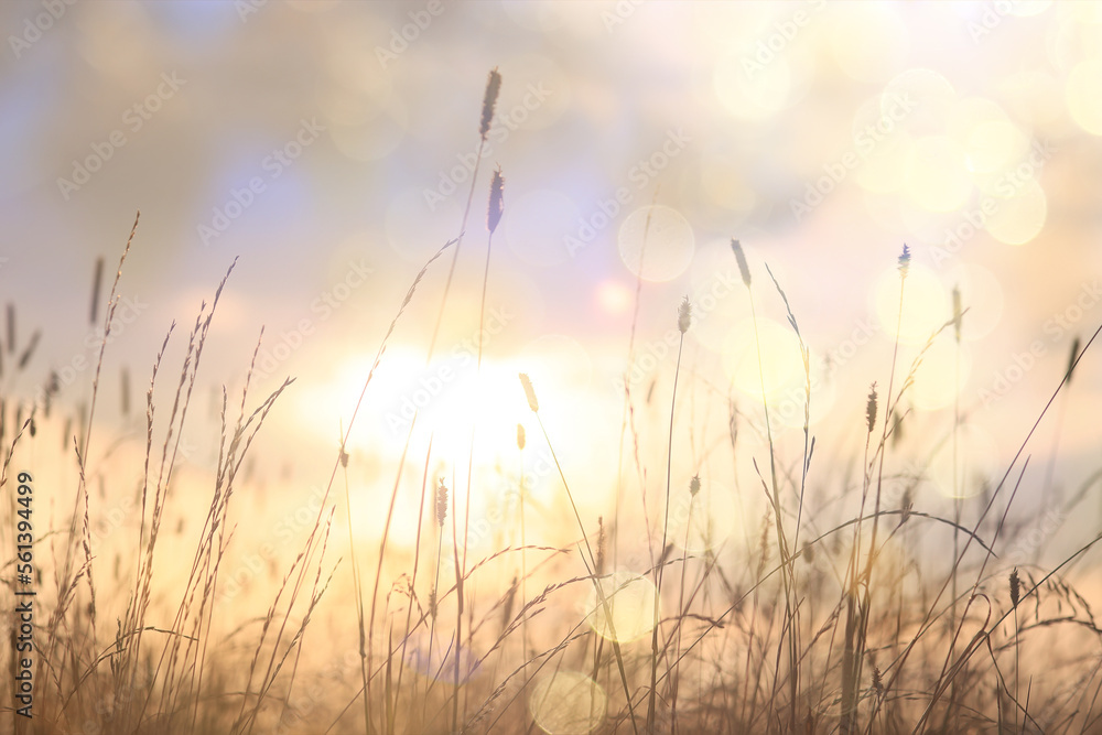 dry grass sun rays background wind nature landscape freedom