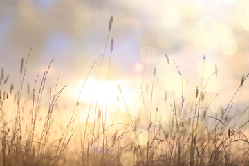 dry grass sun rays background wind nature landscape freedom