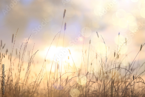 dry grass sun rays background wind nature landscape freedom