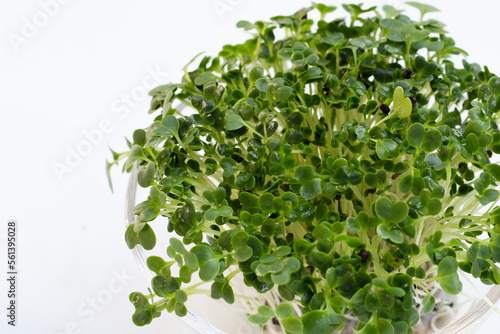 Kale sprouts on white background.