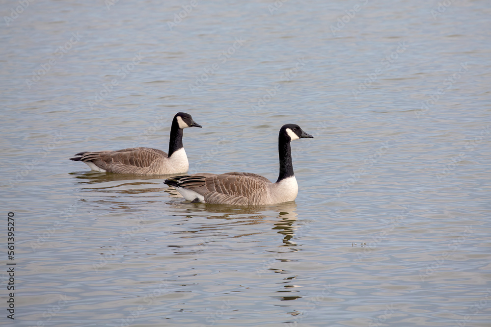 A pair of Canada geese on the river A pair of Canada geese on the river