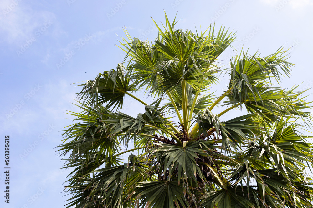 Palm tree with blue sky Palm tree with blue sky