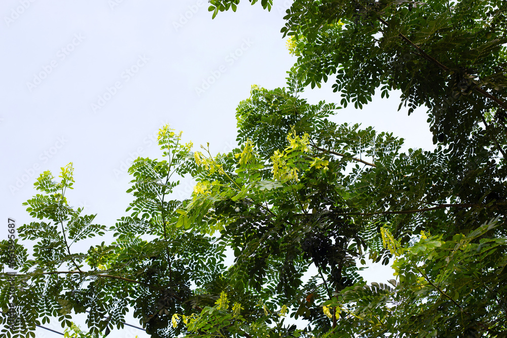 Fototapeta premium Rain tree leaves. Samanca Saman (Jacq) Merr.