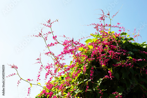 Mexican creeper  Chain of love  Coral vine. Pink flower
