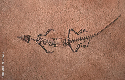 Fotografija Fossil of ancient reptile in the rock