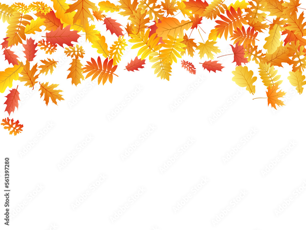 Oak, maple, wild ash rowan leaves vector, autumn foliage on white background. Oak, maple, wild ash rowan leaves vector, autumn foliage on white background.