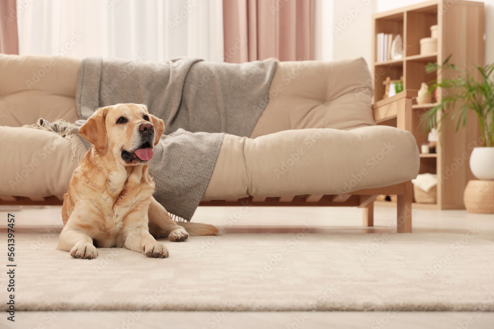 Modern living room interior. Cute Golden Labrador Retriever on floor Modern living room interior. Cute Golden Labrador Retriever on floor