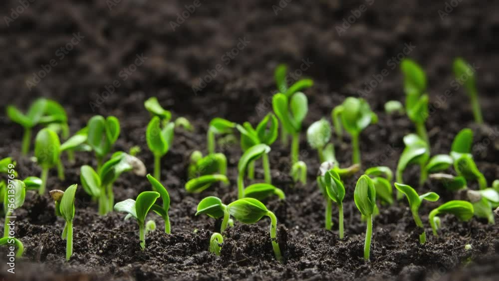 Plant Germination from Soil, Green Sprout Slowly Growing from Ground in Pure Nature. Beautiful Farm and Garden Time Lapse. Growing Vegetables in a Greenhouse. Shot in 8k resolution. Plant Germination from Soil, Green Sprout Slowly Growing from Ground in Pure Nature. Beautiful Farm and Garden Time Lapse. Growing Vegetables in a Greenhouse. Shot in 8k resolution.