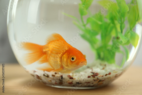 Beautiful bright small goldfish in round glass aquarium on wooden table  closeup