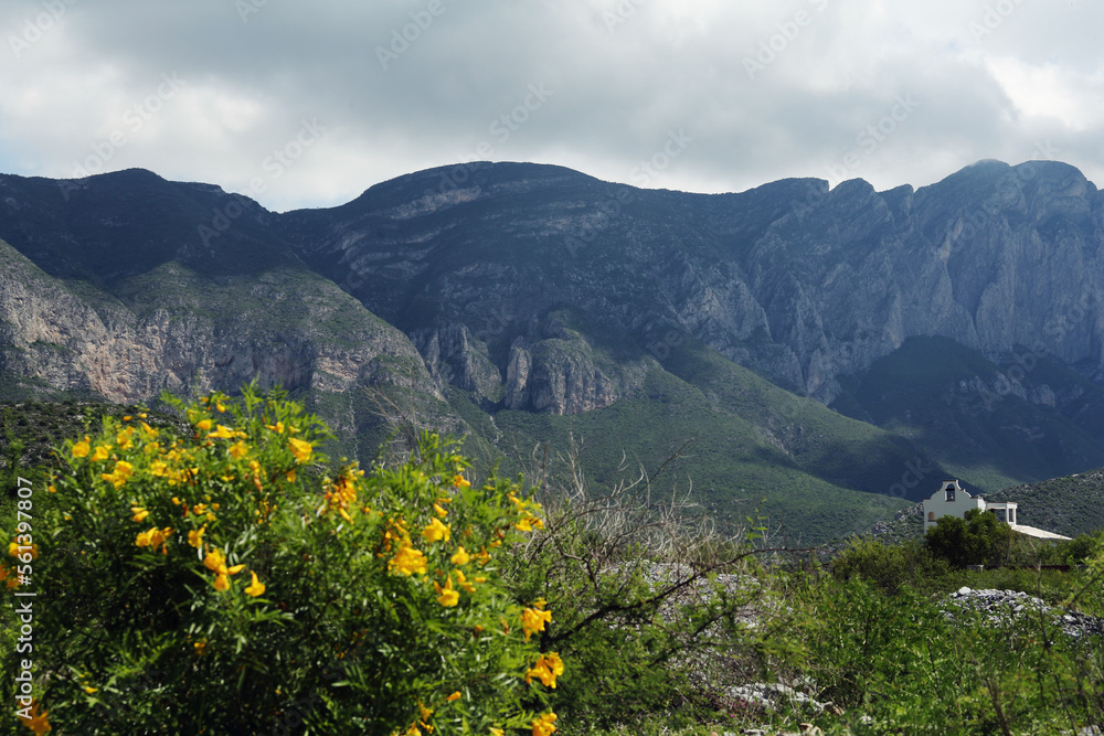 Beautiful mountains, flowers and plants under cloudy sky