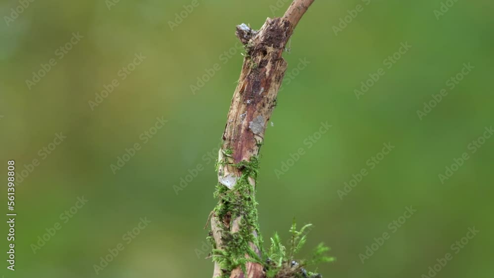 The marsh tit (Poecile palustris), a small bird, jumping and looking for food on a twig in forest. Autumn colors on a background. The marsh tit (Poecile palustris), a small bird, jumping and looking for food on a twig in forest. Autumn colors on a background.