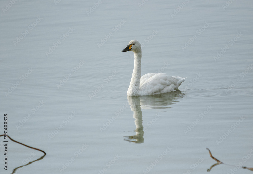 琵琶湖を泳ぐコハクチョウ
