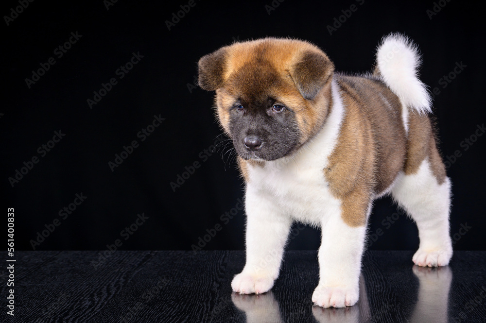 a stocky American akita puppy standing in the exhibition stand on a dark background