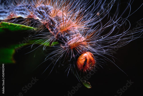 hairy Moth caterpillar macro photo © John Triumfante
