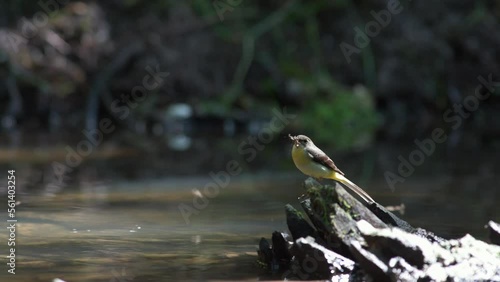The gray wagtail (Motacilla cinerea, female), looking for food on a stone in the stream. It has food for the young in its beak. Rare yellow bird in the summer forest.