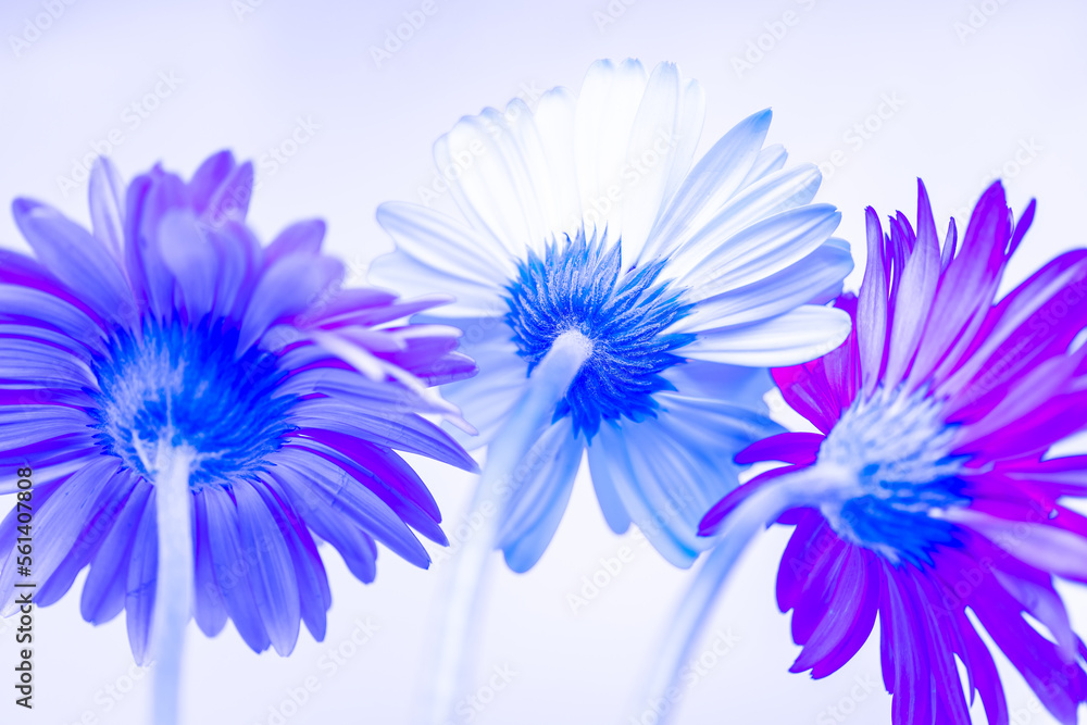 Obraz premium Gerbera flowers blooming with white background and copy space.